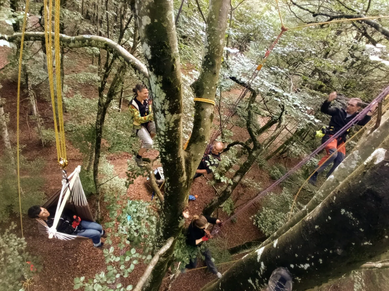 Aventure en groupe - Séance de grimpe d'arbres pour tous les âges