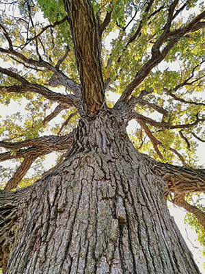 Sécurité Grimpe d'arbres en pleine nature - Activité sécurisée et immersive