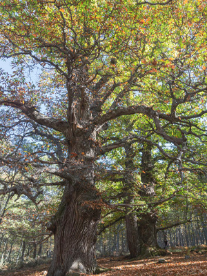 Formules Grimpe d'arbres pour un événement mémorable